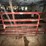 #9606-•-(2)-bull-gates-image-3