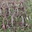 #9579-•-4-section-spring-tooth-image-2