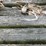 #9574-•-16'-hay-wagon-image-14