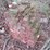 #9584-•-antique-bricks-image-3