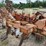 case-ih-800-image-7