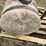 inoculate-tanks-image-15