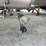 1987-polar-307-ss-3-comp-ss-insulated-t/a-chemical-tanker-trailer-image-14