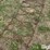 tractor-chains-image-11