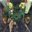 john-deere-1050-image-4