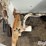 piester-dry-fertilizer-spreader-image-19