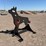 ar500-steel-coyote-shooting-target-with-heart-flapper-image-1