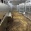 2021-wilson-foreman-8'x32'-livestock-trailer-image-3