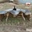2-pt-rotary-mower-image-2