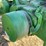 john-deere-g-image-25