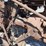 #2408-•-farmall-cub-a-tractor-with-sickle-bar-mower-image-21