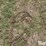 tractor-chains-image-12