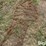 tractor-chains-image-16