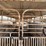 1995-gooseneck-6'8"x24'-livestock-trailer-image-3