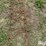 tractor-chains-image-14
