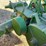 john-deere-model-a-image-27