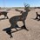 ar500-steel-deer-shooting-target-with-heart-flapper-image-2