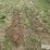 tractor-chains-image-2