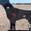 ar500-steel-coyote-shooting-target-with-heart-flapper-image-5