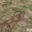 tractor-chains-image-14