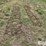 tractor-chains-image-6