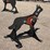 ar500-steel-coyote-shooting-target-with-heart-flapper-image-4