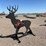 ar500-steel-deer-shooting-target-with-heart-flapper-image-4