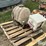 inoculate-tanks-image-3