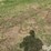 tractor-chains-image-1