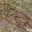 tractor-chains-image-16