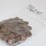 #36041-•-(300)-wheat-pennies-image-2