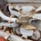 farmall-regular-image-14