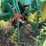 john-deere-40-image-22