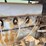farmall-regular-image-21