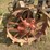 farmall-f-20-image-15