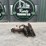 bobcat-image-1