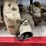 #2585-•-(2)-vintage-chainsaws-and-ice-auger-motor-(cw)-image-17