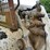 2007-bobcat-t250-image-11