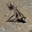 #1013-•-single-row-plow-image-1