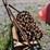 crows-foot-packer-image-3
