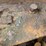 #23988-•-inop-caterpillar-c613-scraper-image-58