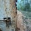 #41744-•-48'-t/a-steel-chip-trailer-image-13