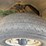 #41749-•-1998-dodge-ram-pickup-vin:-1b7hc16x2ws609690-image-7