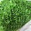 new-unused-3.3'-x-49.2'-artificial-turf-roll,-image-2