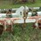 #518-•-kmc-subsoiler---13-shank-image-3