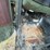 #23974-•-inop-1984-chevrolet-military-truck-4x4-pickup-vin:-1gchd34j7ff338030-image-40