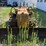 caterpillar-d2-image-7