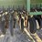 john-deere-455-image-16