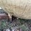 #1889-•-round-propane-tank-image-10