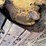 fiat-allis-16b-image-28